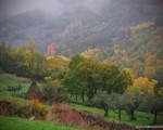 bosques ambroz