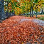 IMG_20181117_175037-01